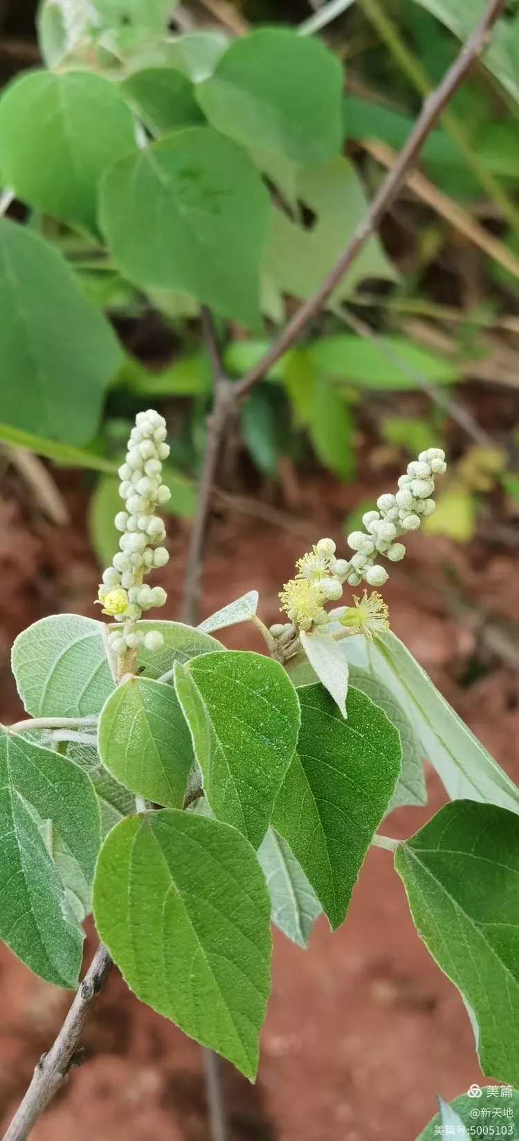 植物观赏 白背叶
